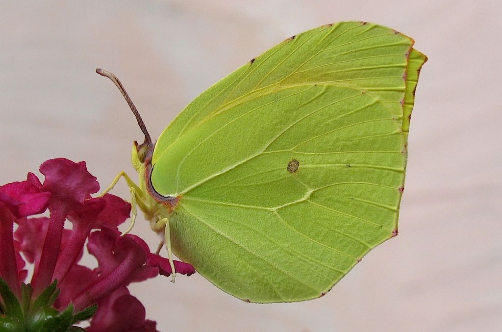 Gonepteryx cleopatra (ciclo vitale)